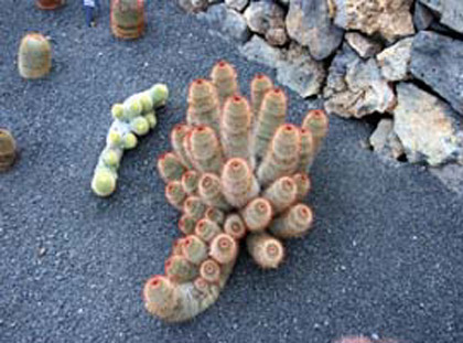Lanzarote: Jardín de Cactus: kactus
