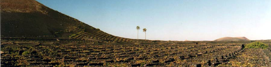 La vigne de Lanzarote