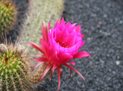 Lanzarote: Jardín de Cactus: Flor de cactus