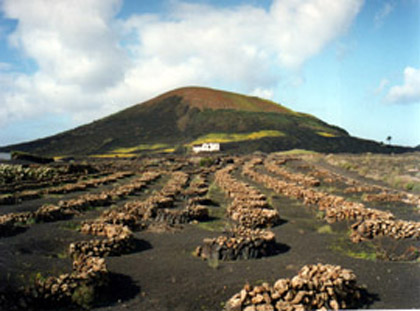Les vignes de la vegueta, lanzarote