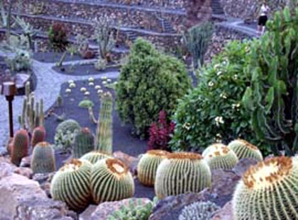 Lanzarote: Jardín de Cactus: dettagli