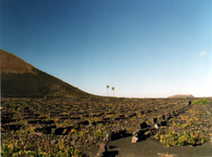 La Geria de Lanzarote