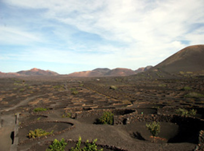 Metodo classico di coltivazione dell'uva sull'isola di Lanzarote